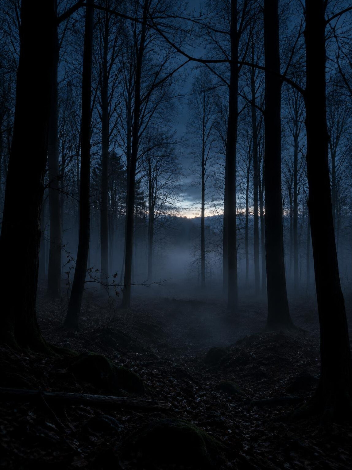 Silhouette of a dense forest at twilight with fog between the trees